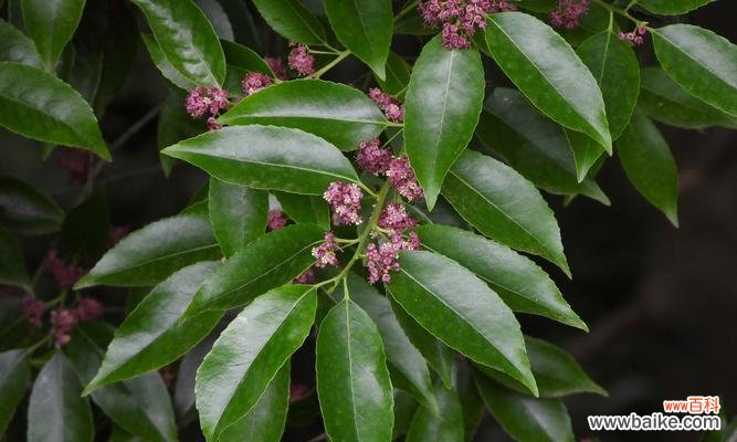 冬青的花语是什么？它代表了哪些含义？