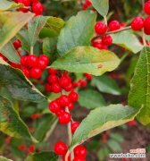 冬青的花语是什么？它代表了哪些含义？