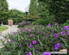 芦莉花的花语有哪些？芦莉花象征着什么？