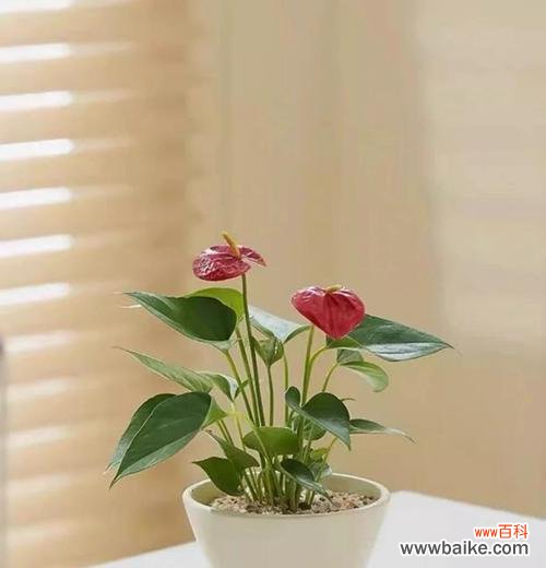 红掌水竹的花语是什么?它象征着什么?