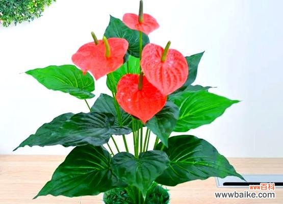 红掌水竹的花语是什么?它象征着什么?