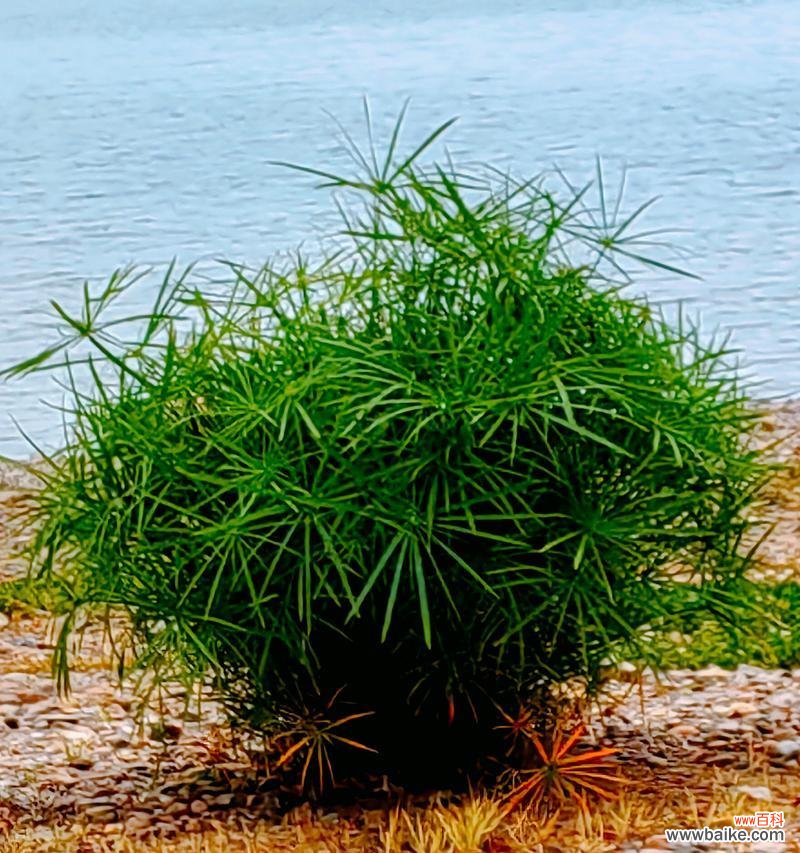 红掌水竹的花语是什么?它象征着什么?