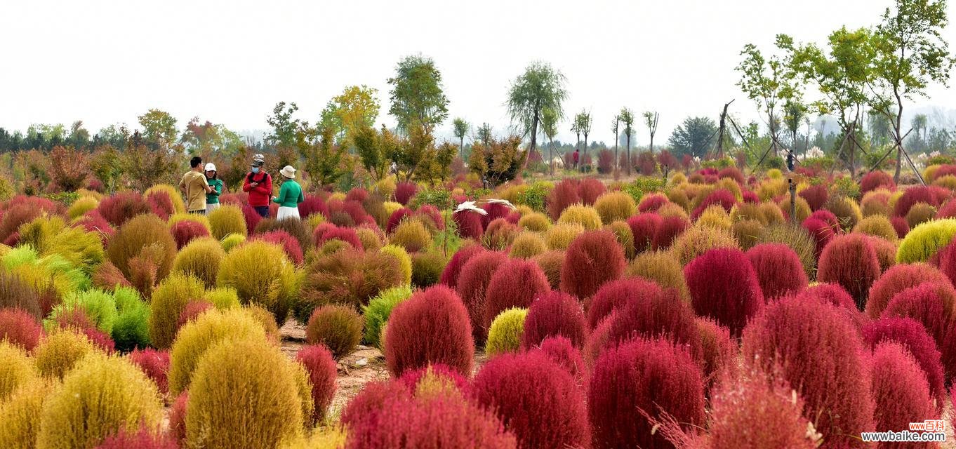 地肤绿的花语有哪些？地肤绿代表了什么？