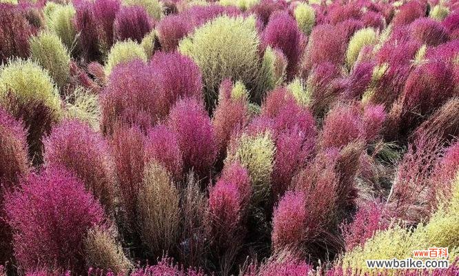 地肤绿的花语有哪些？地肤绿代表了什么？