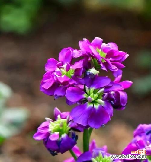 雷神花的花语是什么？它代表了哪些含义？