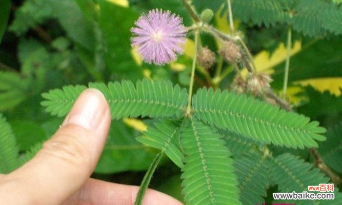 雷神花的花语是什么？它代表了哪些含义？
