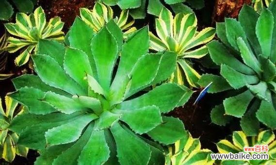 雷神花的花语是什么？它代表了哪些含义？