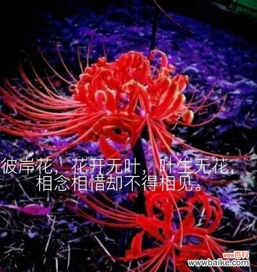 彼岸花的花语意义是什么？彼岸花象征着什么？