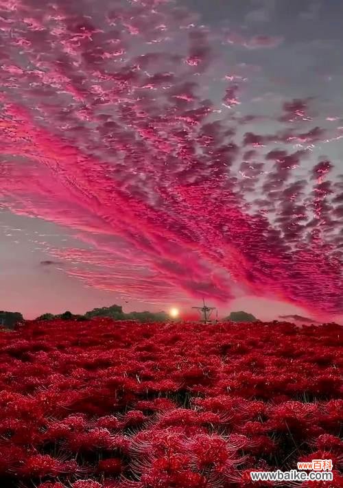 彼岸花的花语意义是什么？彼岸花象征着什么？