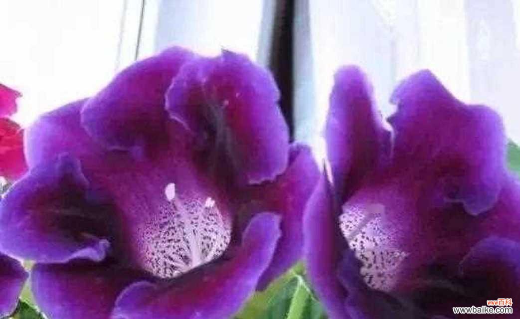 大岩桐花花语是什么?如何表达爱意?