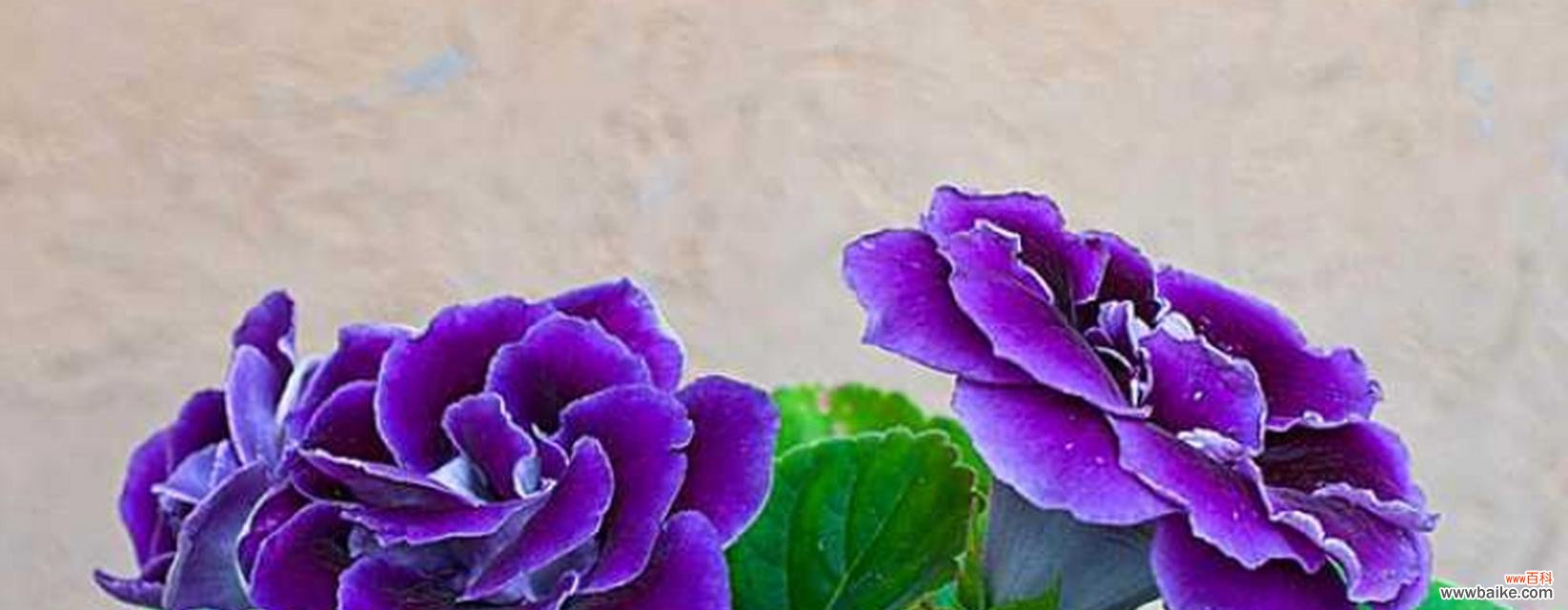 大岩桐花花语是什么?如何表达爱意?