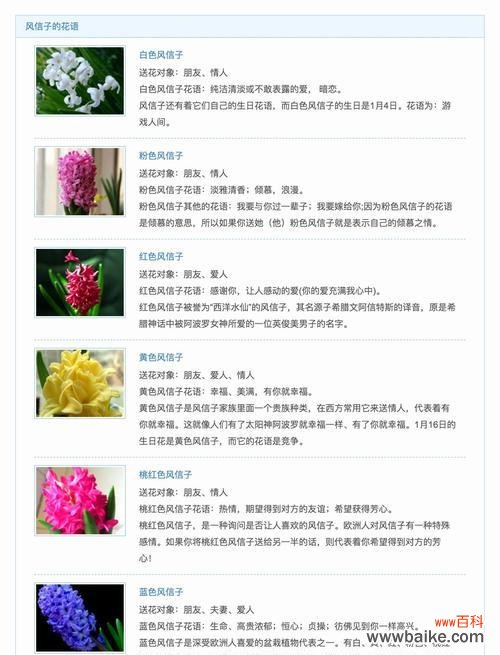 独本菊花语有哪些含义?如何用它来表达情感?