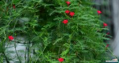 爬藤茑萝花语是什么？它象征着什么？