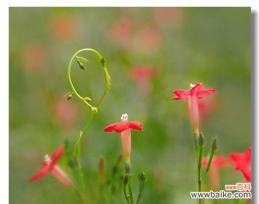 爬藤茑萝花语是什么？它象征着什么？