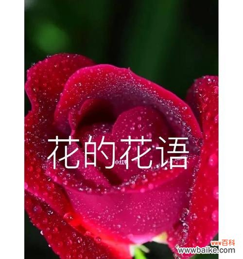 心形花花语有何深意?如何用它来传达爱意?