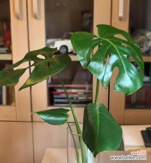 紫吊兰花花语是什么？它象征着怎样的情感？