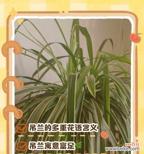 紫吊兰花花语是什么？它象征着怎样的情感？