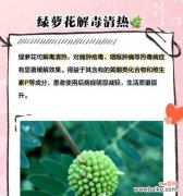 绿萝兰花语是什么？它象征着怎样的情感？