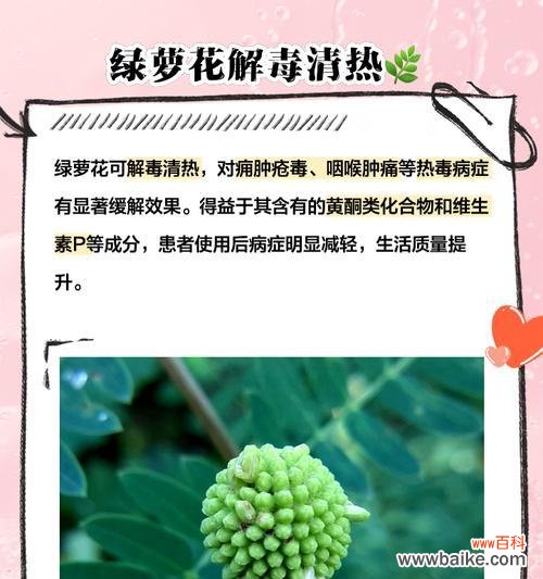 绿萝兰花语是什么?它象征着怎样的情感?