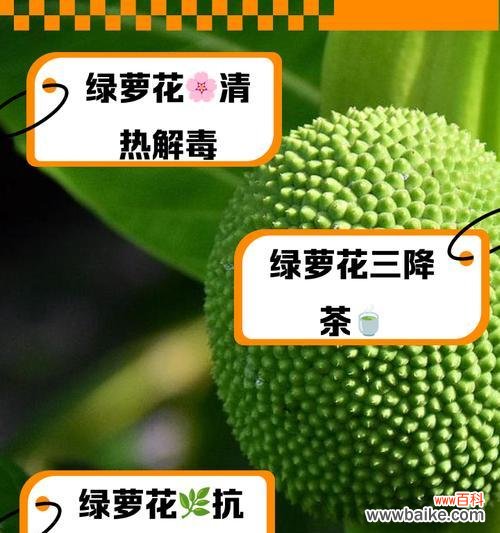 绿萝兰花语是什么?它象征着怎样的情感?