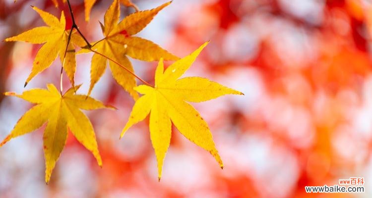 人血草花语是什么?它象征着怎样的情感?