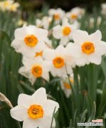 荷兰水仙花语有何深意？如何欣赏？