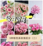 九色堇的花语有哪些？如何种植？