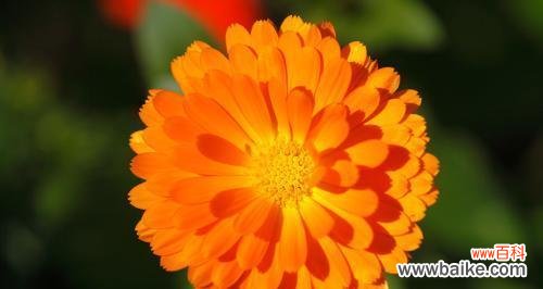 九色堇的花语有哪些?如何种植?