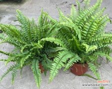 波斯顿蕨的花语是什么？如何照料？