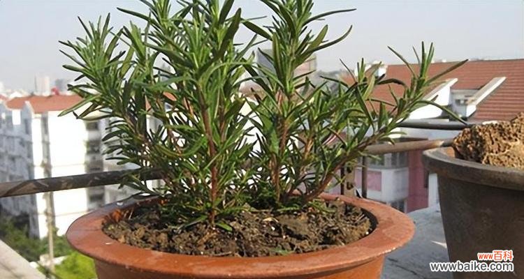 迷蝶香的花语有何寓意?如何使用?