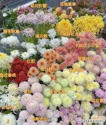 5朵菊花的花语是什么？如何搭配？