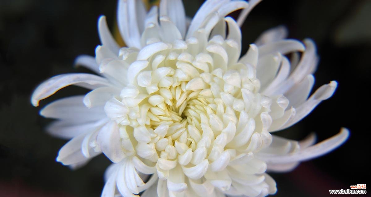 5朵菊花的花语是什么?如何搭配?