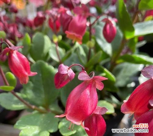 大宫灯花的花语是什么?如何养护?