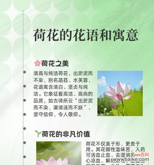 风之莲的花语有何特别之处？如何种植？