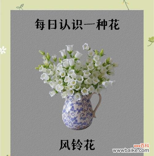 风之莲的花语有何特别之处？如何种植？