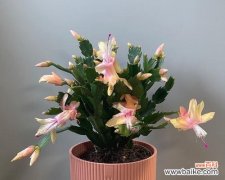 蟹瓜兰的花语有何含义？如何养护？