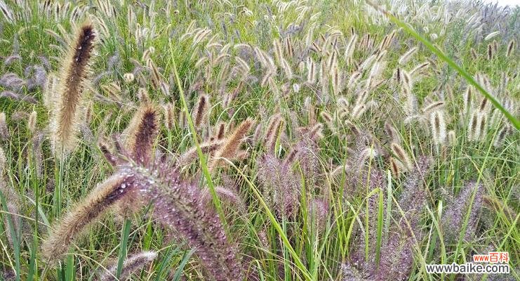 揭开狗尾巴草花语的神秘面纱 狗尾巴草的花语及其意义