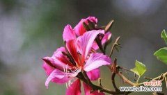 探寻宫粉紫荆花语的深意——了解紫荆花的传统意义与现代解读 宫粉紫荆花语