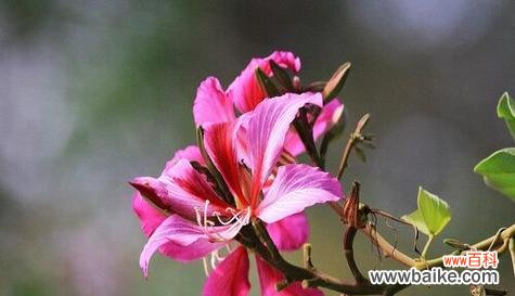 探寻宫粉紫荆花语的深意——了解紫荆花的传统意义与现代解读 宫粉紫荆花语