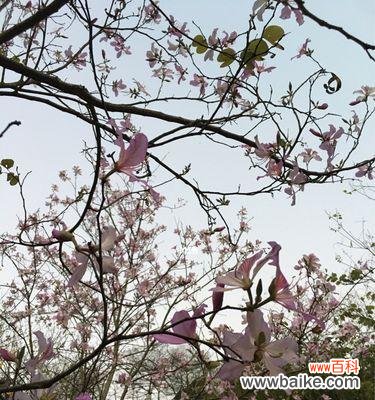 探寻宫粉紫荆花语的深意——了解紫荆花的传统意义与现代解读 宫粉紫荆花语