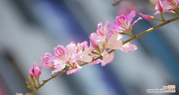 探寻宫粉紫荆花语的深意——了解紫荆花的传统意义与现代解读 宫粉紫荆花语
