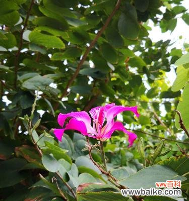 探索宫粉紫荆花的神秘魅力与深远寓意 宫粉紫荆花花语的美丽与寓意