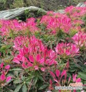 探索古代文化中冠幅的独特内涵与重要地位 解读“以冠幅”——揭秘其含义与象征