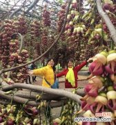 禾雀花的花语解读与传承 禾雀花之美——花开如诗，花语又何尝不是？