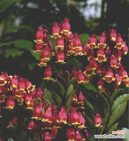 揭示中国古代文化的独特魅力 以冠径,一种古代的标志性头饰