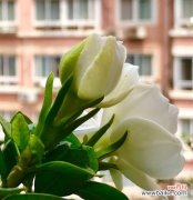 传递快乐和希望的花朵 以含笑花的花语