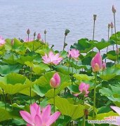 湖泊之美与修身养性 荷花的象征意义