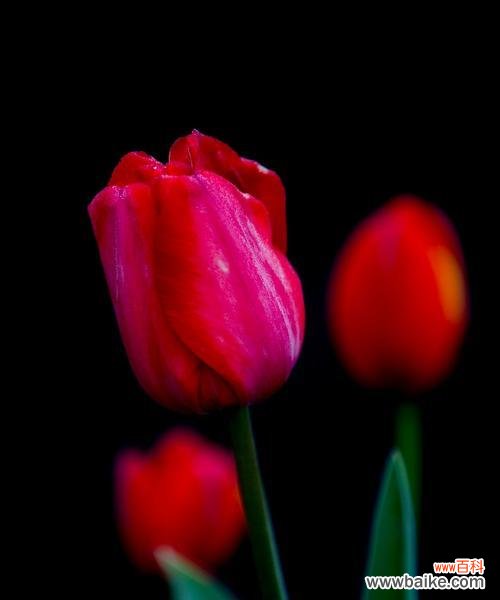 揭开黑色郁金香背后的意义和象征 黑色郁金香的神秘花语