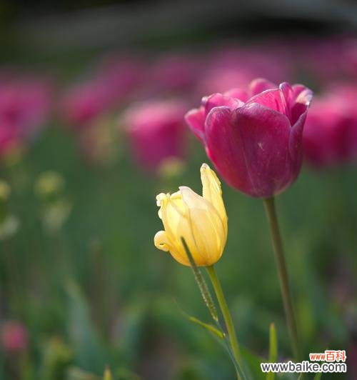 揭开黑色郁金香背后的意义和象征 黑色郁金香的神秘花语