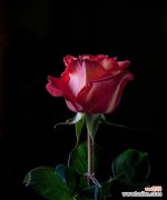 黑色玫瑰 黑色玫瑰的花语及其深层寓意